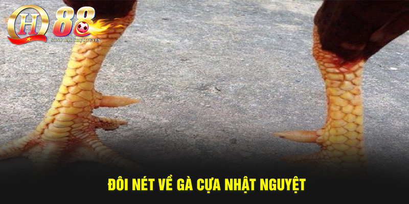 Gà Cựa Nhật Nguyệt Có Phải Là Thần Kê? Cách Nuôi, Lưu Ý