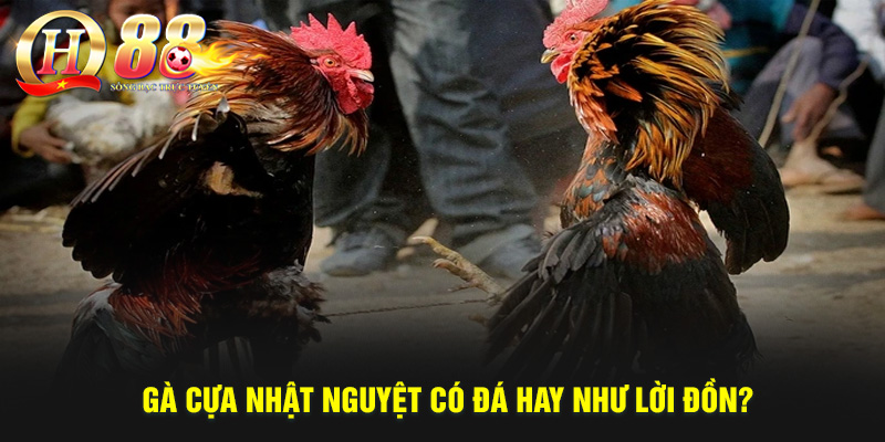 Gà Cựa Nhật Nguyệt Có Phải Là Thần Kê? Cách Nuôi, Lưu Ý