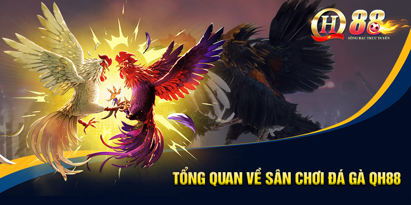 Đá Gà QH88 - Sân Chơi Trực Tuyến Hấp Dẫn, Hội Tụ Chiến Kê