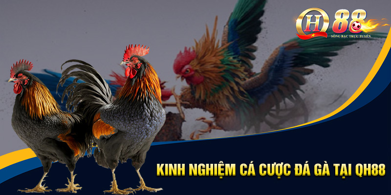 Đá Gà QH88 - Sân Chơi Trực Tuyến Hấp Dẫn, Hội Tụ Chiến Kê