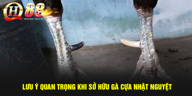 Gà Cựa Nhật Nguyệt Có Phải Là Thần Kê? Cách Nuôi, Lưu Ý